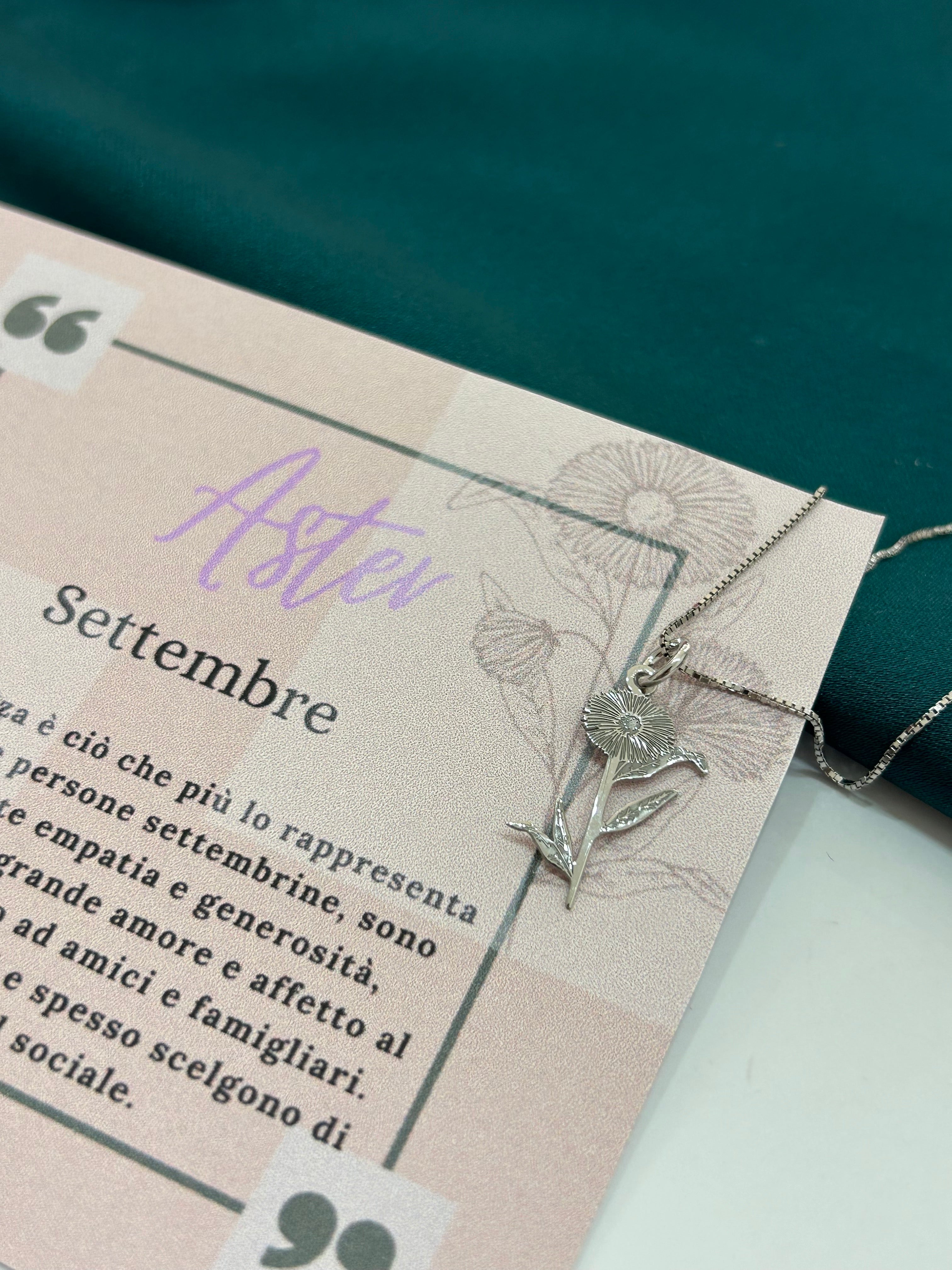 Aster Settembre